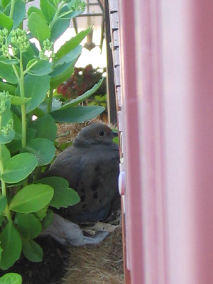 A momma dove in our windowbox.